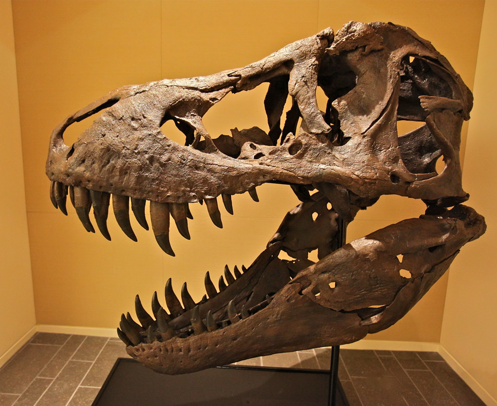 T-rex skull