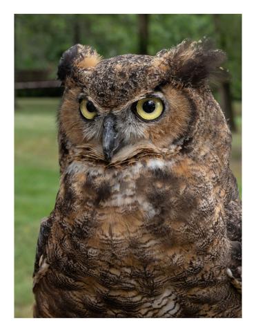 Great Horned Owl