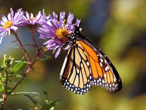 monarch butterfly on flower