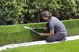 Woman with shears pruning ornamental bush