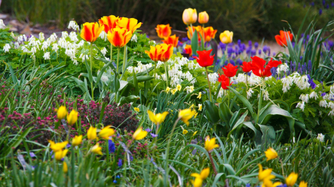 Spring flowers