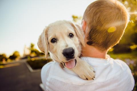 Boy carrying small yellow lab puppy