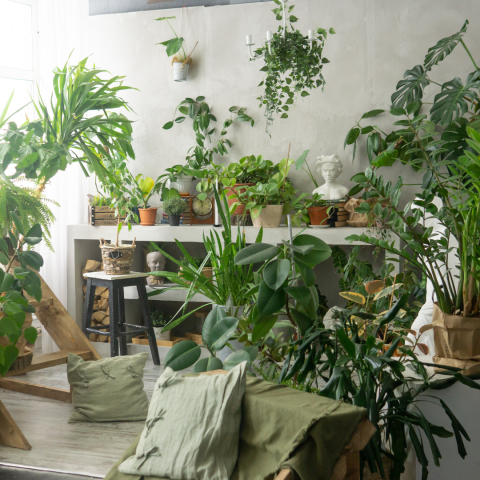 Houseplants