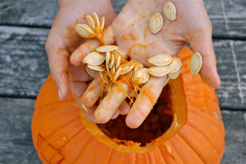 Pumpkin seeds from a pumpkin