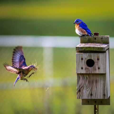 Turn your Garden into the Perfect B&B for Birds