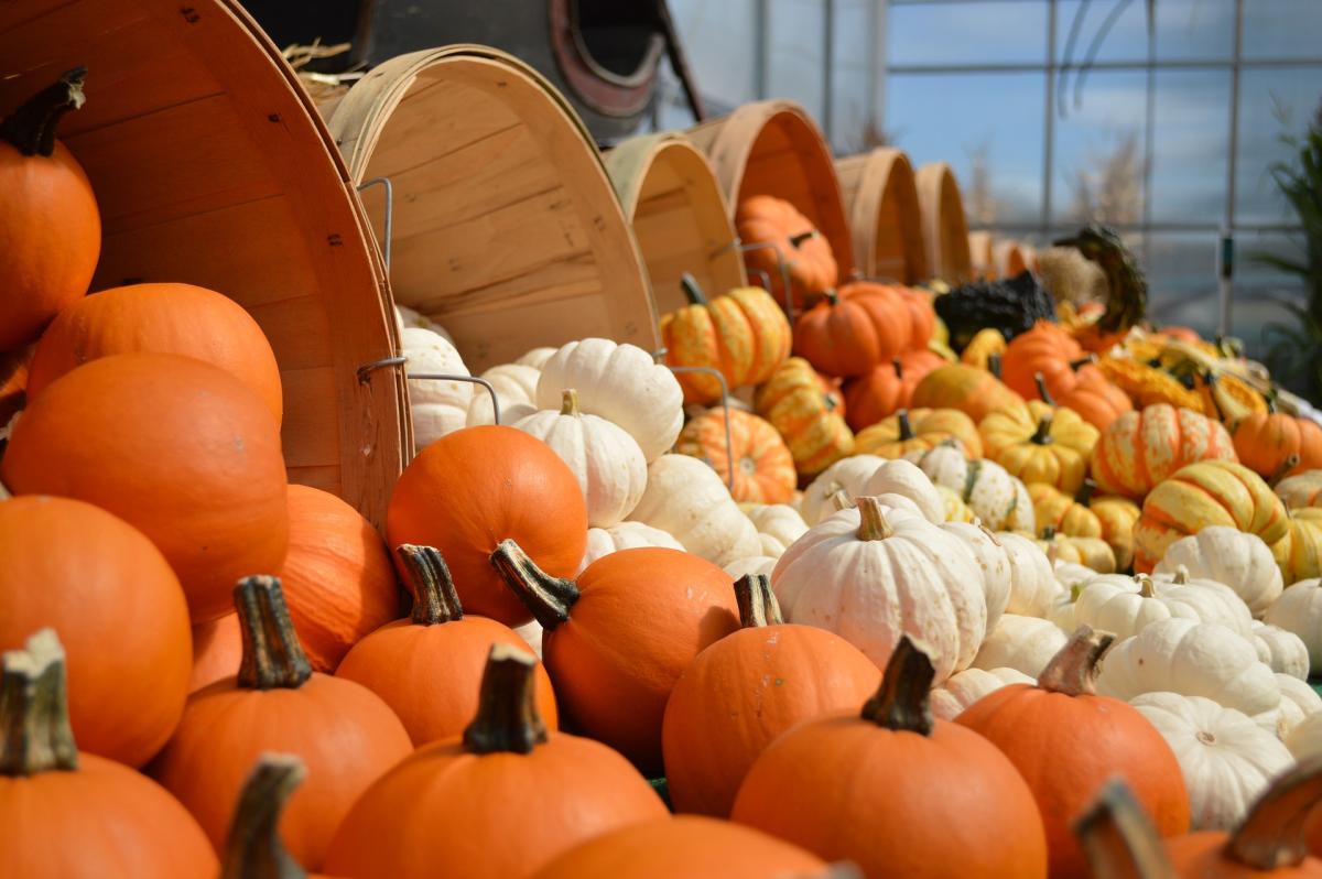 piles of pumpkins