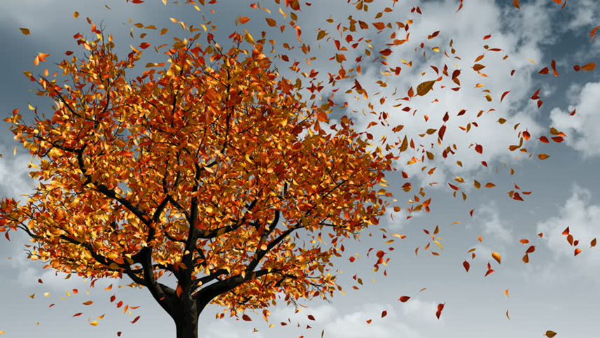 Stormy sky, fall leaves flying off a tree